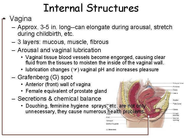 • Vagina Internal Structures – Approx. 3 -5 in. long--can elongate during arousal, • Vagina Internal Structures – Approx. 3 -5 in. long--can elongate during arousal,