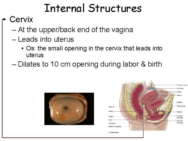 • Cervix Internal Structures – At the upper/back end of the vagina – • Cervix Internal Structures – At the upper/back end of the vagina –