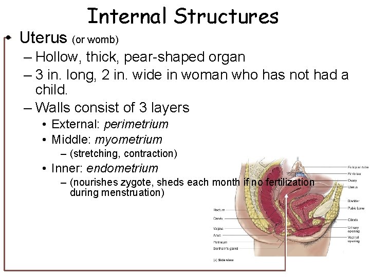 Internal Structures • Uterus (or womb) – Hollow, thick, pear-shaped organ – 3 in. Internal Structures • Uterus (or womb) – Hollow, thick, pear-shaped organ – 3 in.