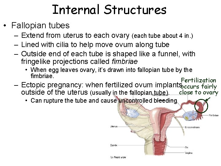 Internal Structures • Fallopian tubes – Extend from uterus to each ovary (each tube Internal Structures • Fallopian tubes – Extend from uterus to each ovary (each tube