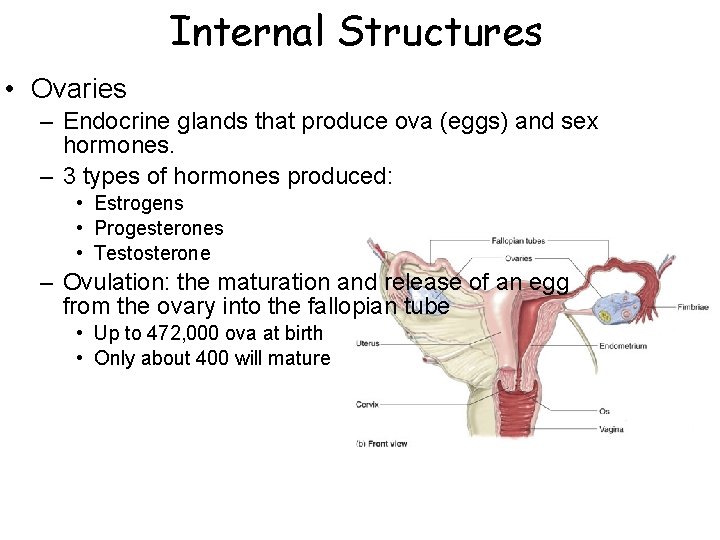 Internal Structures • Ovaries – Endocrine glands that produce ova (eggs) and sex hormones. Internal Structures • Ovaries – Endocrine glands that produce ova (eggs) and sex hormones.