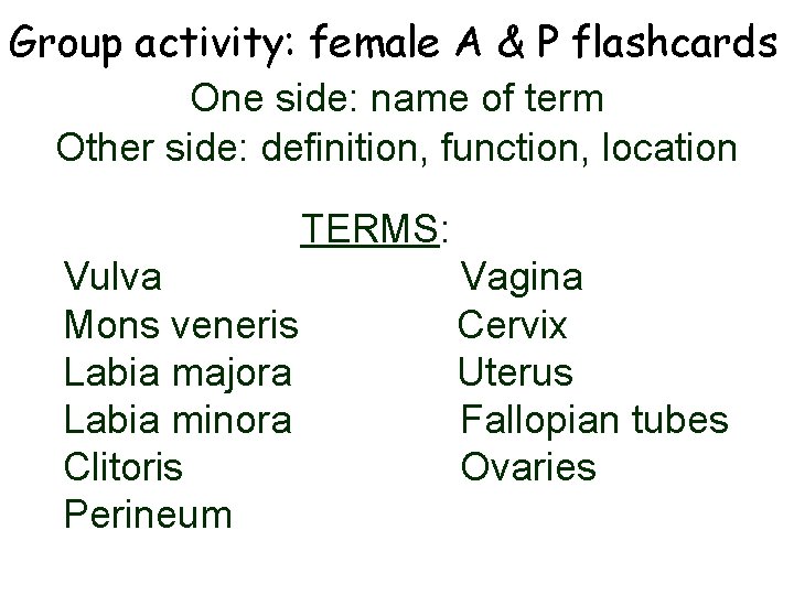 Group activity: female A & P flashcards One side: name of term Other side: Group activity: female A & P flashcards One side: name of term Other side: