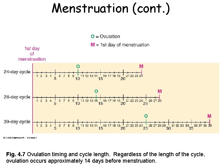 Menstruation (cont. ) Fig. 4. 7 Ovulation timing and cycle length. Regardless of the Menstruation (cont. ) Fig. 4. 7 Ovulation timing and cycle length. Regardless of the