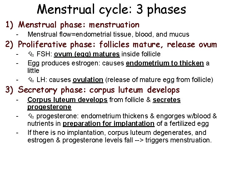 Menstrual cycle: 3 phases 1) Menstrual phase: menstruation - Menstrual flow=endometrial tissue, blood, and Menstrual cycle: 3 phases 1) Menstrual phase: menstruation - Menstrual flow=endometrial tissue, blood, and