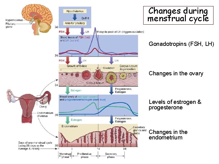 Changes during menstrual cycle Gonadotropins (FSH, LH) Changes in the ovary Levels of estrogen Changes during menstrual cycle Gonadotropins (FSH, LH) Changes in the ovary Levels of estrogen
