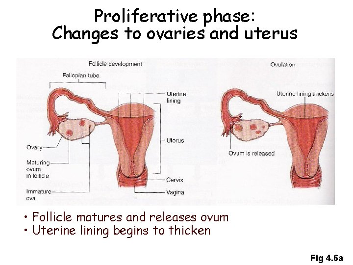 Proliferative phase: Changes to ovaries and uterus • Follicle matures and releases ovum • Proliferative phase: Changes to ovaries and uterus • Follicle matures and releases ovum •