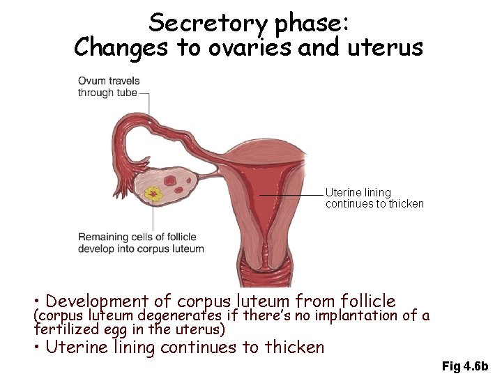 Secretory phase: Changes to ovaries and uterus Uterine lining continues to thicken • Development Secretory phase: Changes to ovaries and uterus Uterine lining continues to thicken • Development