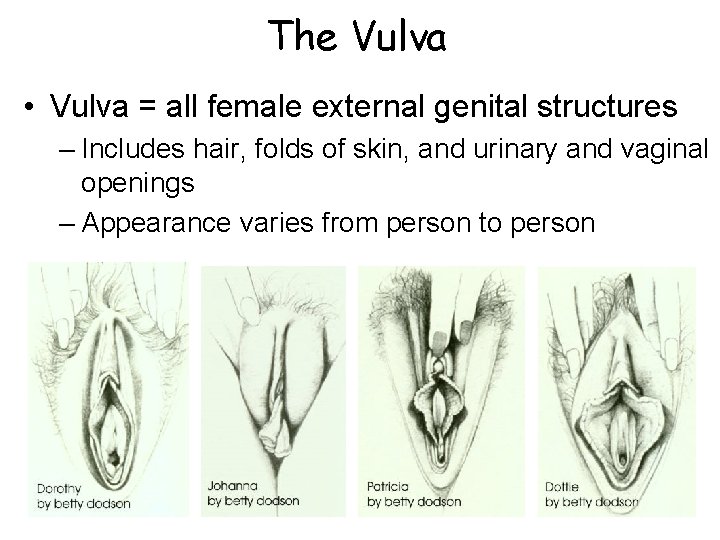 The Vulva • Vulva = all female external genital structures – Includes hair, folds The Vulva • Vulva = all female external genital structures – Includes hair, folds