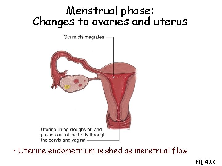 Menstrual phase: Changes to ovaries and uterus • Uterine endometrium is shed as menstrual Menstrual phase: Changes to ovaries and uterus • Uterine endometrium is shed as menstrual