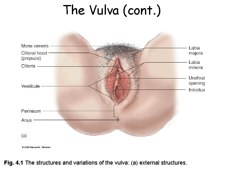 The Vulva (cont. ) Fig. 4. 1 The structures and variations of the vulva: The Vulva (cont. ) Fig. 4. 1 The structures and variations of the vulva: