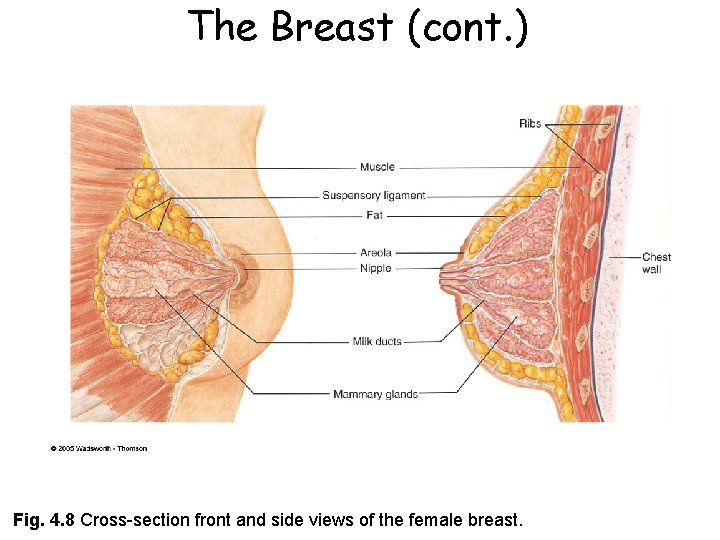 The Breast (cont. ) Fig. 4. 8 Cross-section front and side views of the The Breast (cont. ) Fig. 4. 8 Cross-section front and side views of the