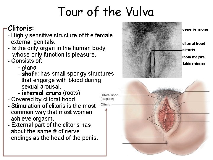 Tour of the Vulva Clitoris: - Highly sensitive structure of the female external genitals. Tour of the Vulva Clitoris: - Highly sensitive structure of the female external genitals.