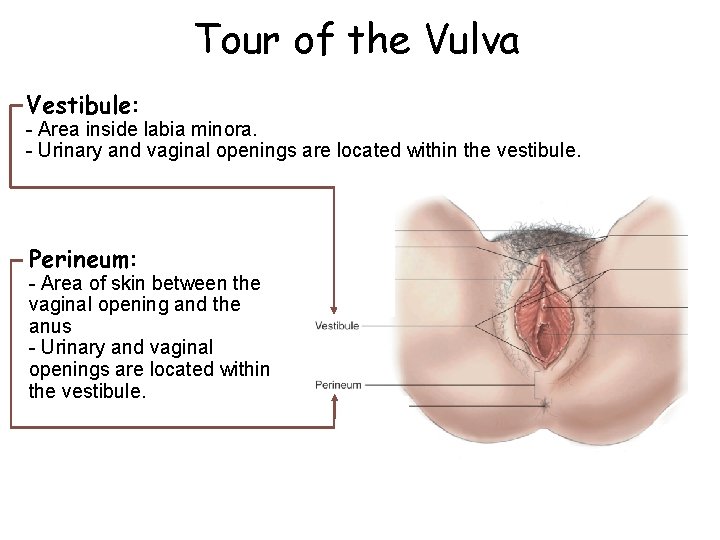Tour of the Vulva Vestibule: - Area inside labia minora. - Urinary and vaginal Tour of the Vulva Vestibule: - Area inside labia minora. - Urinary and vaginal
