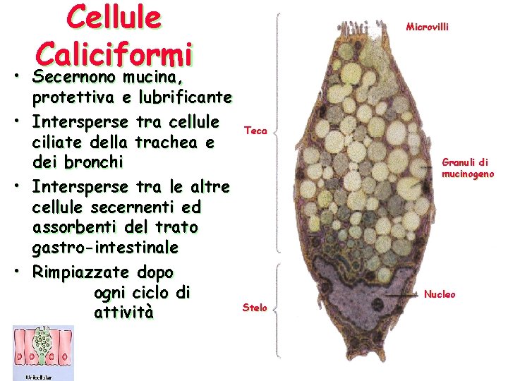 Cellule Caliciformi • Secernono mucina, protettiva e lubrificante • Intersperse tra cellule ciliate della