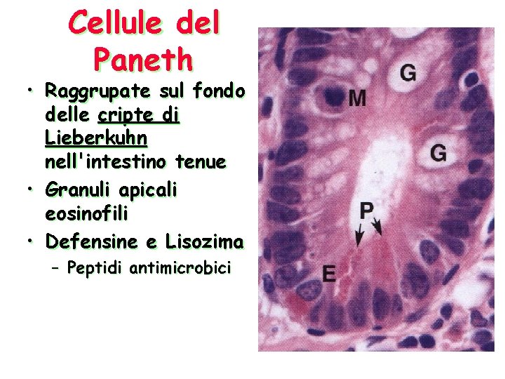 Cellule del Paneth • Raggrupate sul fondo delle cripte di Lieberkuhn nell'intestino tenue •