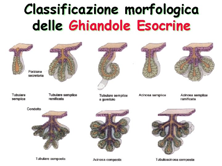 Classificazione morfologica delle Ghiandole Esocrine 
