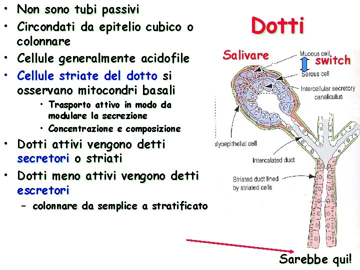  • Non sono tubi passivi • Circondati da epitelio cubico o colonnare •