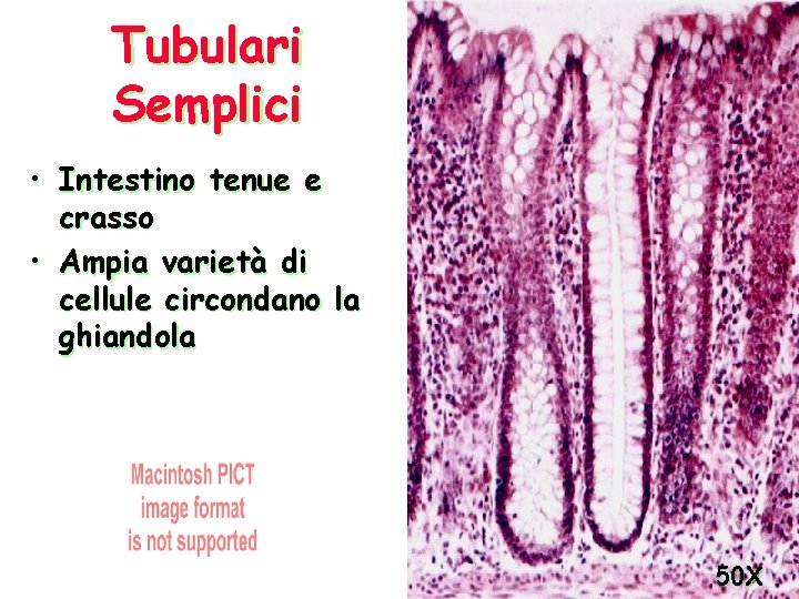 Tubulari Semplici • Intestino tenue e crasso • Ampia varietà di cellule circondano la