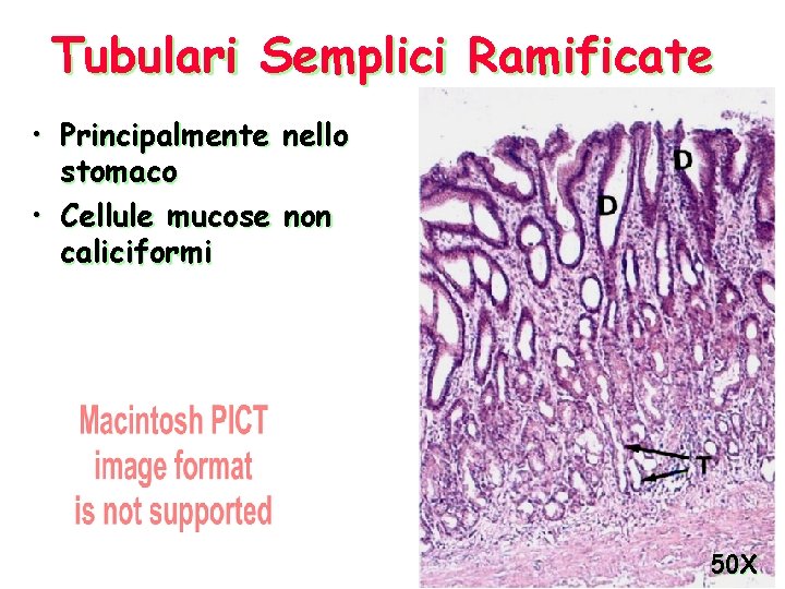 Tubulari Semplici Ramificate • Principalmente nello stomaco • Cellule mucose non caliciformi 50 X