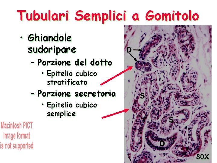 Tubulari Semplici a Gomitolo • Ghiandole sudoripare – Porzione del dotto • Epitelio cubico