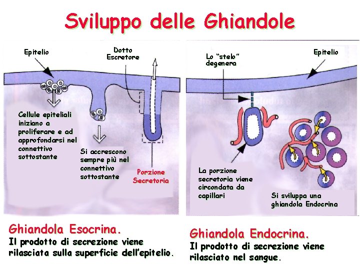 Sviluppo delle Ghiandole Epitelio Dotto Escretore Cellule epiteliali iniziano a proliferare e ad approfondarsi