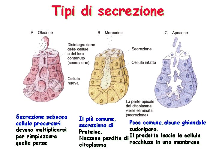 Tipi di secrezione Secrezione sebacea cellule precursori devono moltiplicarsi per rimpiazzare quelle perse Il