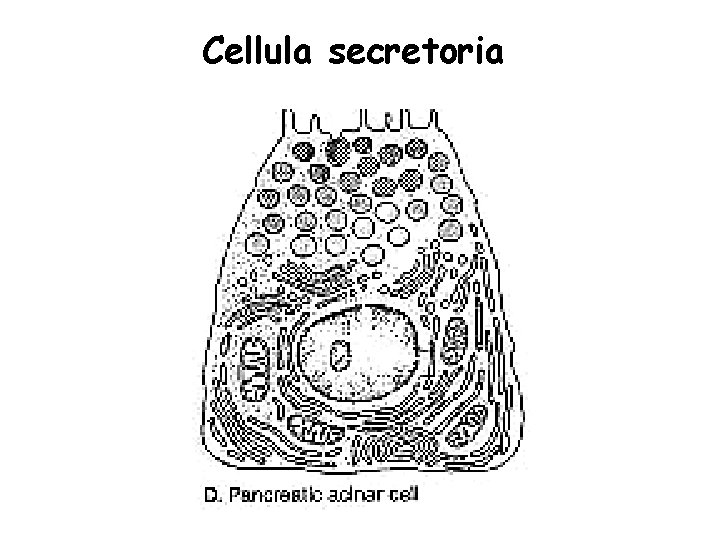 Cellula secretoria 