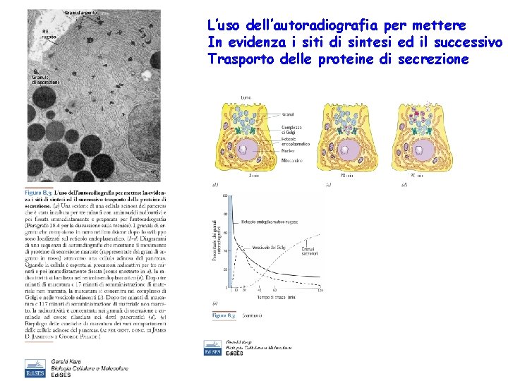 L’uso dell’autoradiografia per mettere In evidenza i siti di sintesi ed il successivo Trasporto