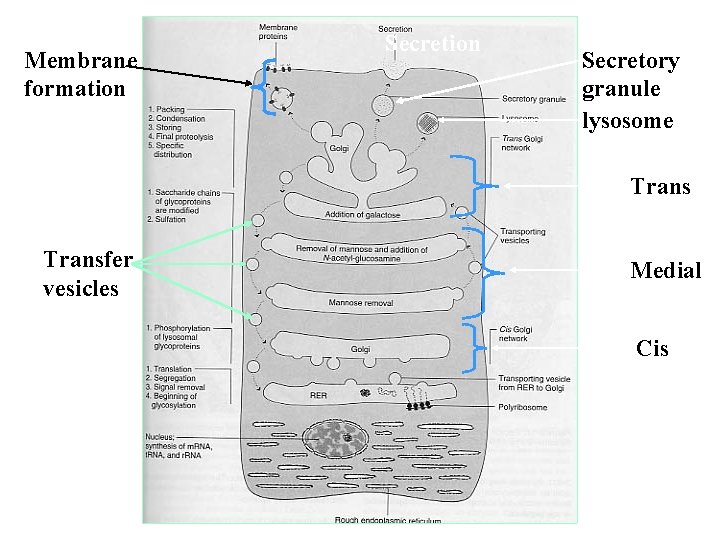 Membrane formation Secretory granule lysosome Transfer vesicles Medial Cis 