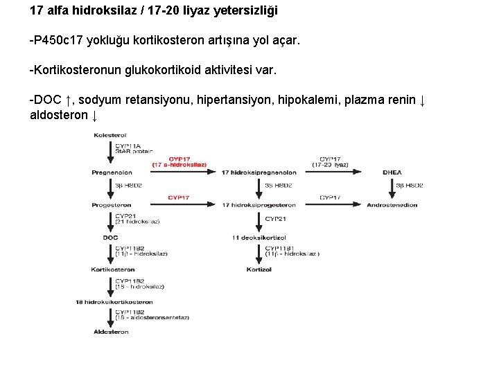 17 alfa hidroksilaz / 17 -20 liyaz yetersizliği -P 450 c 17 yokluğu kortikosteron