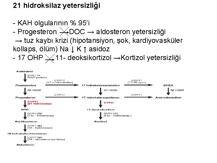 21 hidroksilaz yetersizliği - KAH olgularının % 95’i - Progesteron DOC → aldosteron yetersizliği