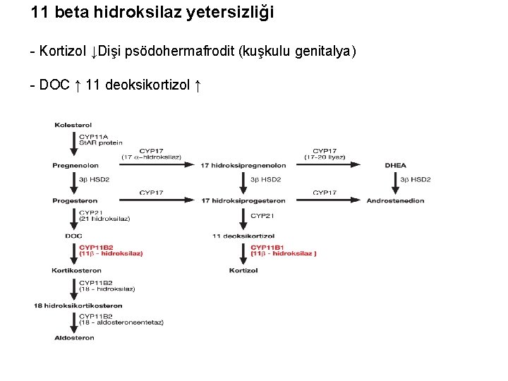 11 beta hidroksilaz yetersizliği - Kortizol ↓Dişi psödohermafrodit (kuşkulu genitalya) - DOC ↑ 11