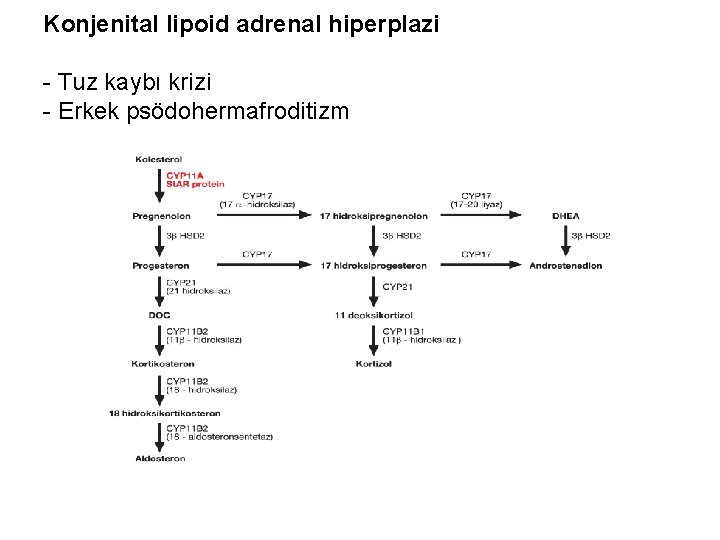 Konjenital lipoid adrenal hiperplazi - Tuz kaybı krizi - Erkek psödohermafroditizm 