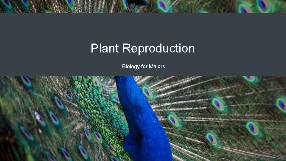 Plant Reproduction Biology for Majors 