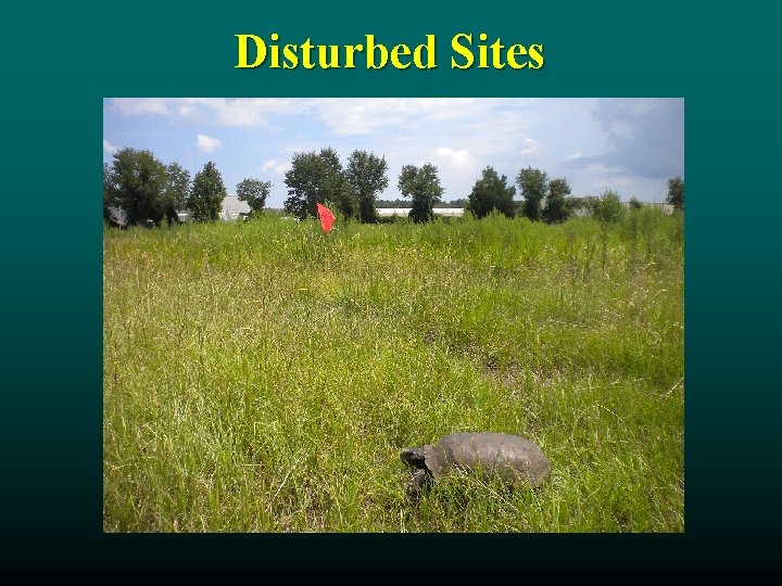 Disturbed Sites 