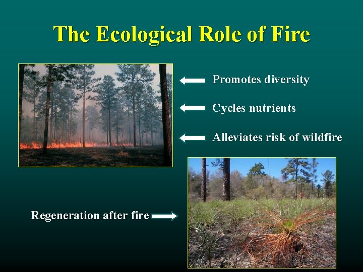 The Ecological Role of Fire Promotes diversity Cycles nutrients Alleviates risk of wildfire Regeneration