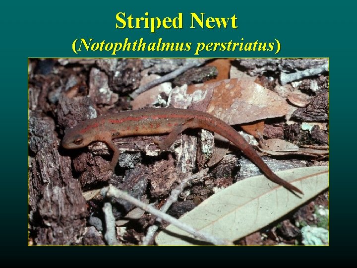 Striped Newt (Notophthalmus perstriatus) 