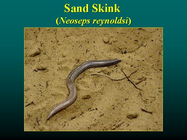 Sand Skink (Neoseps reynoldsi) 