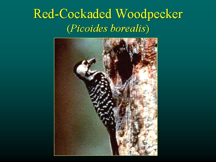 Red-Cockaded Woodpecker (Picoides borealis) 