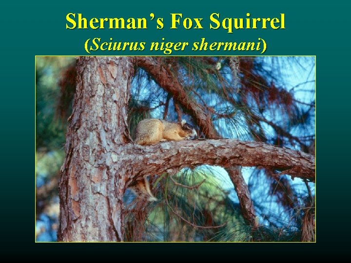 Sherman’s Fox Squirrel (Sciurus niger shermani) 