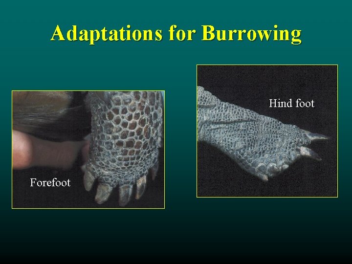 Adaptations for Burrowing Hind foot Forefoot 