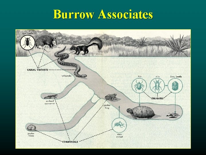 Burrow Associates 