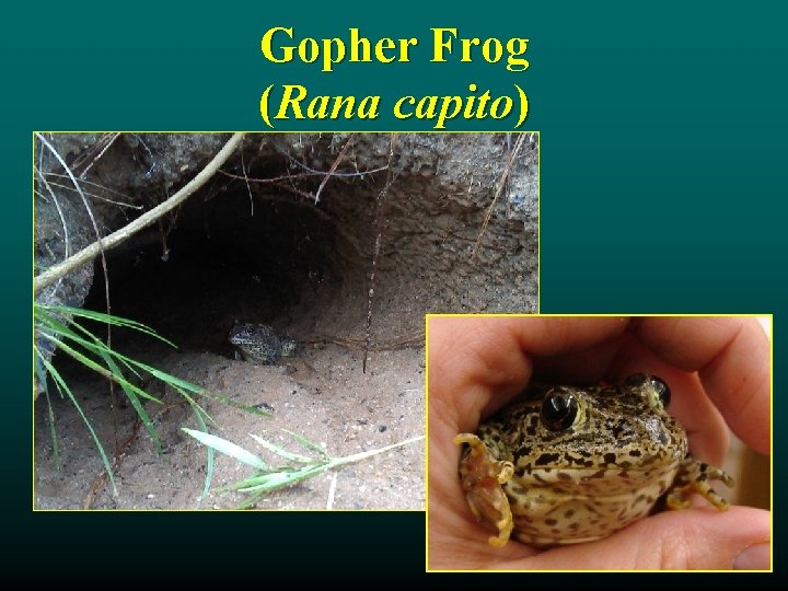 Gopher Frog (Rana capito) 