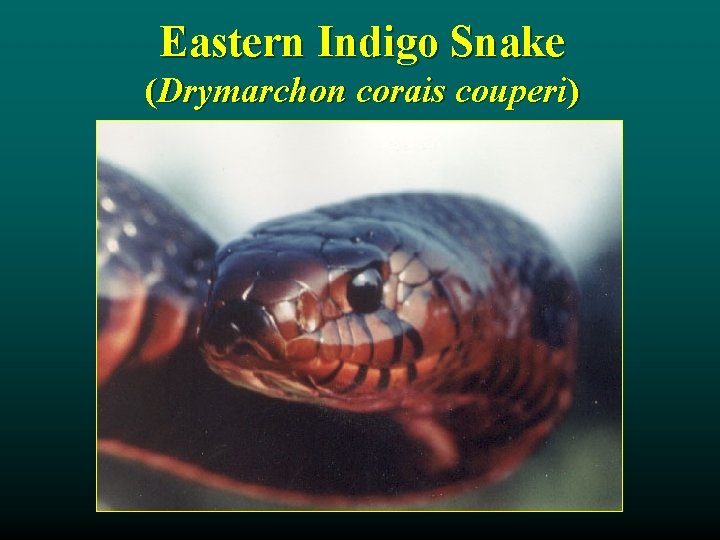 Eastern Indigo Snake (Drymarchon corais couperi) 