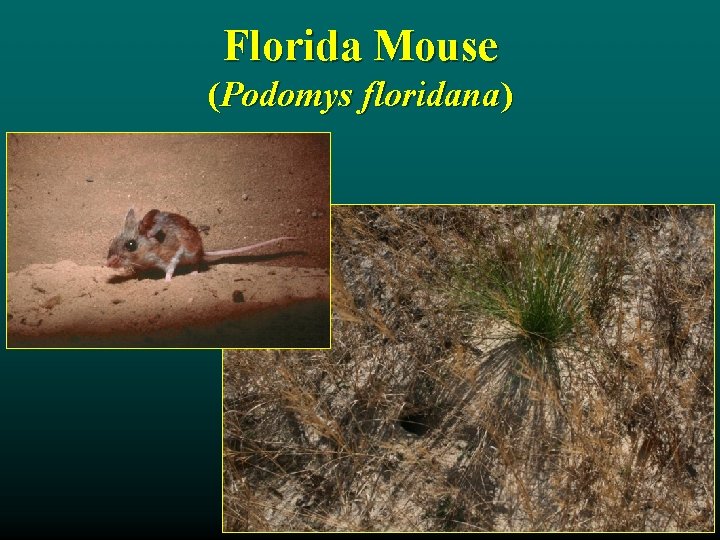 Florida Mouse (Podomys floridana) 