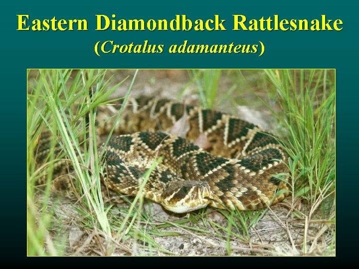 Eastern Diamondback Rattlesnake (Crotalus adamanteus) 