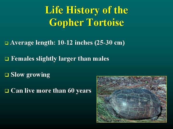 Life History of the Gopher Tortoise q Average length: 10 -12 inches (25 -30