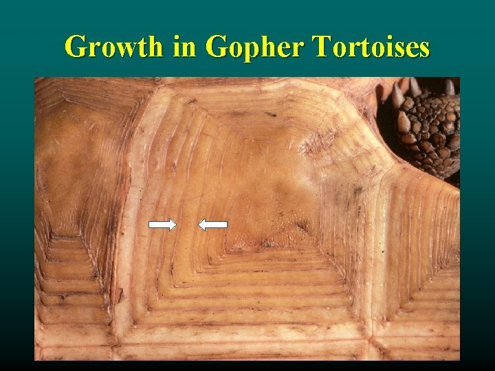 Growth in Gopher Tortoises 