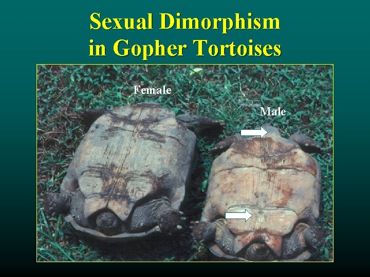 Sexual Dimorphism in Gopher Tortoises Female Male 