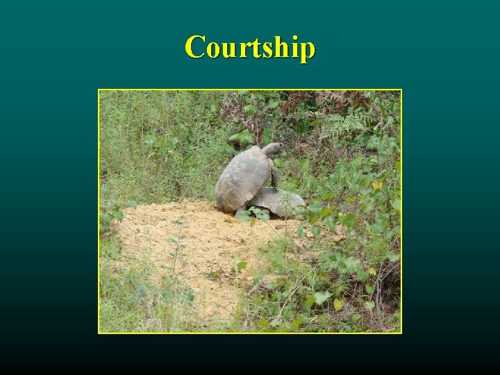 Courtship 
